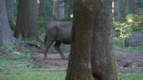 European bison Stock Footage 12478585