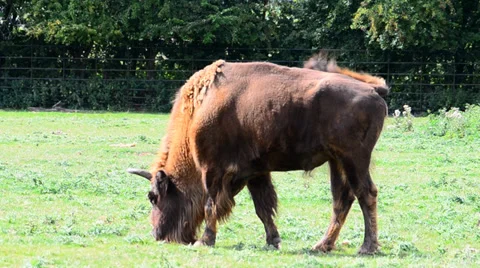 European Bison Stock Footage 35849977