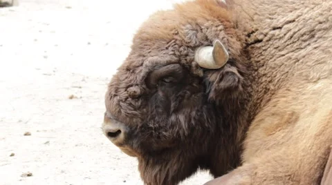 European bison Stock Footage 54040934