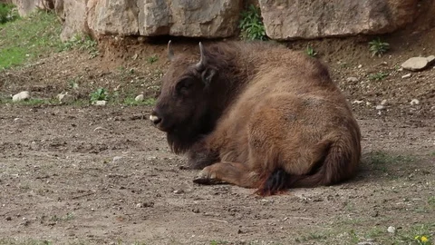 European Bison Stock Footage 106579958