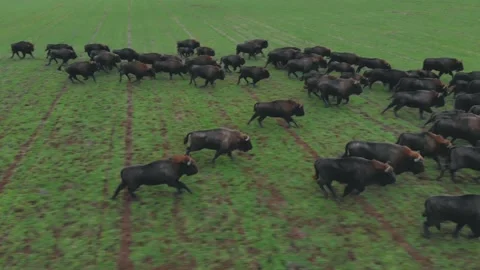 European Bison Stock Footage 146113934