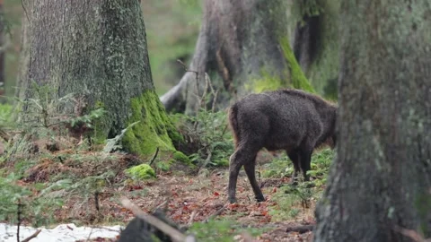 European bison Stock Footage 277529180