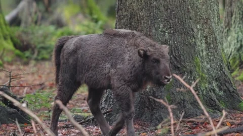European bison Stock Footage 277529186