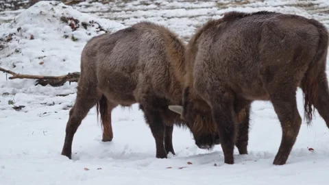 European bison Stock Footage 277529191