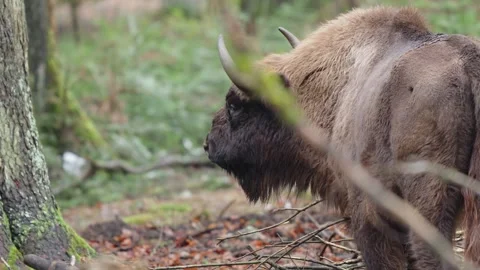 European bison Stock Footage 277529196