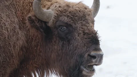 European bison Stock Footage 277529298