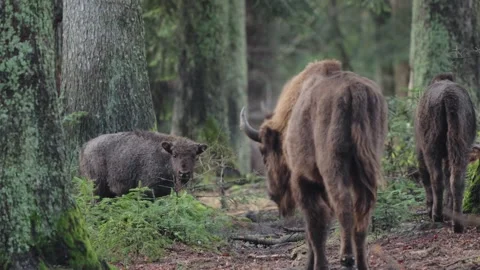 European bison Stock Footage 277529397