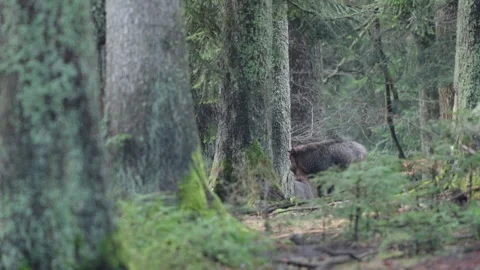 European bison Stock Footage 277529450