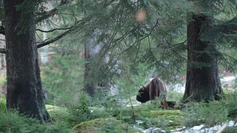 European bison Stock Footage 277529556