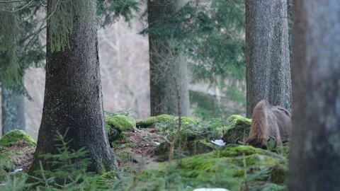 European bison Stock Footage 277529655