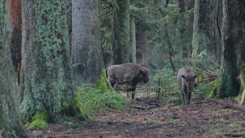 European bison Stock Footage 277530024