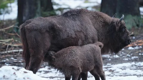 European bison Stock Footage 277530086