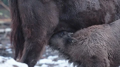 European bison Stock Footage 277530178