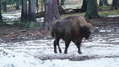 European bison Stock Footage 277530273