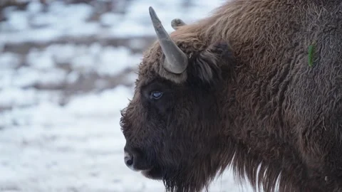 European bison Stock Footage 277530314