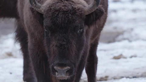 European bison Stock Footage 277530520