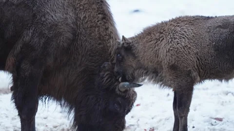 European bison Stock Footage 277530557
