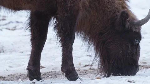 European bison Stock Footage 277530691