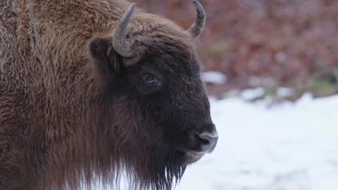 European bison Stock Footage 277530889