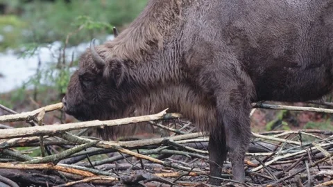 European bison Stock Footage 277530961