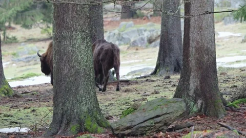 European bison Stock Footage 277531095