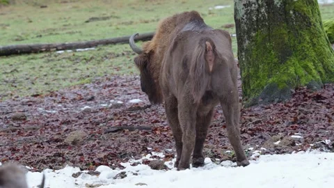 European bison Stock Footage 277531096