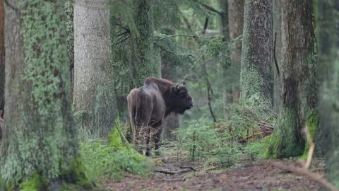 European bison Stock Footage 277532319