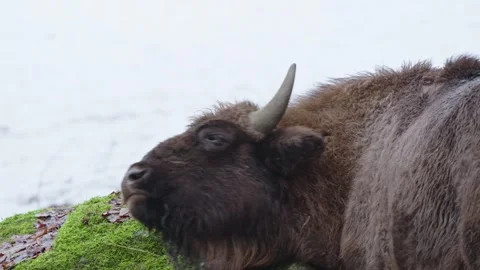 European bison Stock Footage 277532331