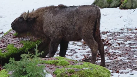 European bison Stock Footage 277532357
