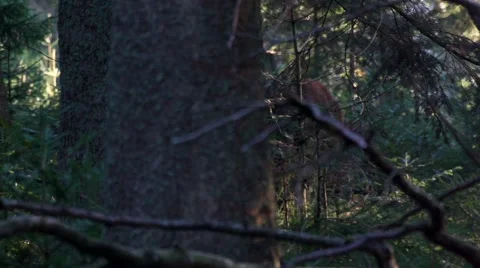 European bison in forest Stock Footage 44025571