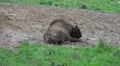 European Bison on a forest grassland in autumn season day HD Footage