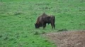 European Bison on a forest grassland in autumn season day HD Footage