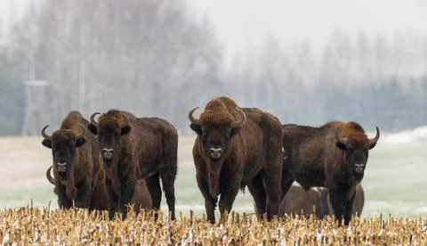 European Bison herd resting in snowfall with old bulls in foreground, Podlask Stock Photos