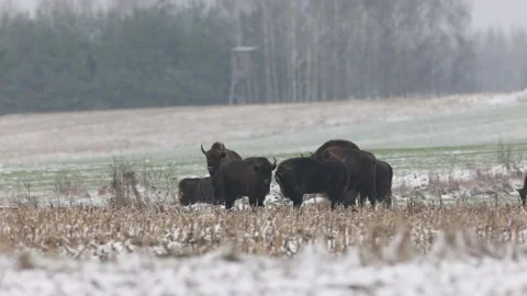 European bison herd in winter Stock Footage 147929043
