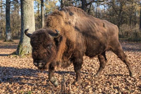 European bison Stock Photos