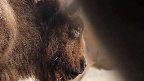 European bison in Romania Stock Footage 80119853