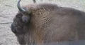 European Bison sitting very close up on a forest grassland 4k or 4k+ Resolution
