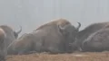 European Bisons 2/3 6417 HD Footage