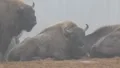 European Bisons 3/3 6417 HD Footage