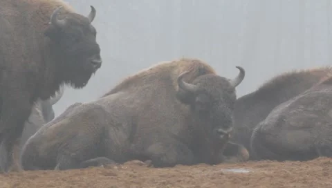 European Bisons 3/3 6417 Stock Footage