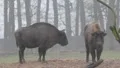 European Bisons 6371 HD Footage