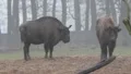 European Bisons 6373 HD Footage