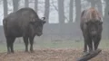 European Bisons 6377 HD Footage
