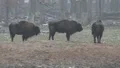 European Bisons 6384 HD Footage