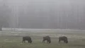 European Bisons 6396 HD Footage