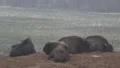 European Bisons 6400 HD Footage