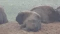 European Bisons 6403 HD Footage