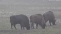 European Bisons 6404 HD Footage