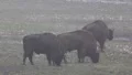 European Bisons 6405 HD Footage