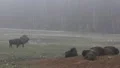 European Bisons 6406 HD Footage